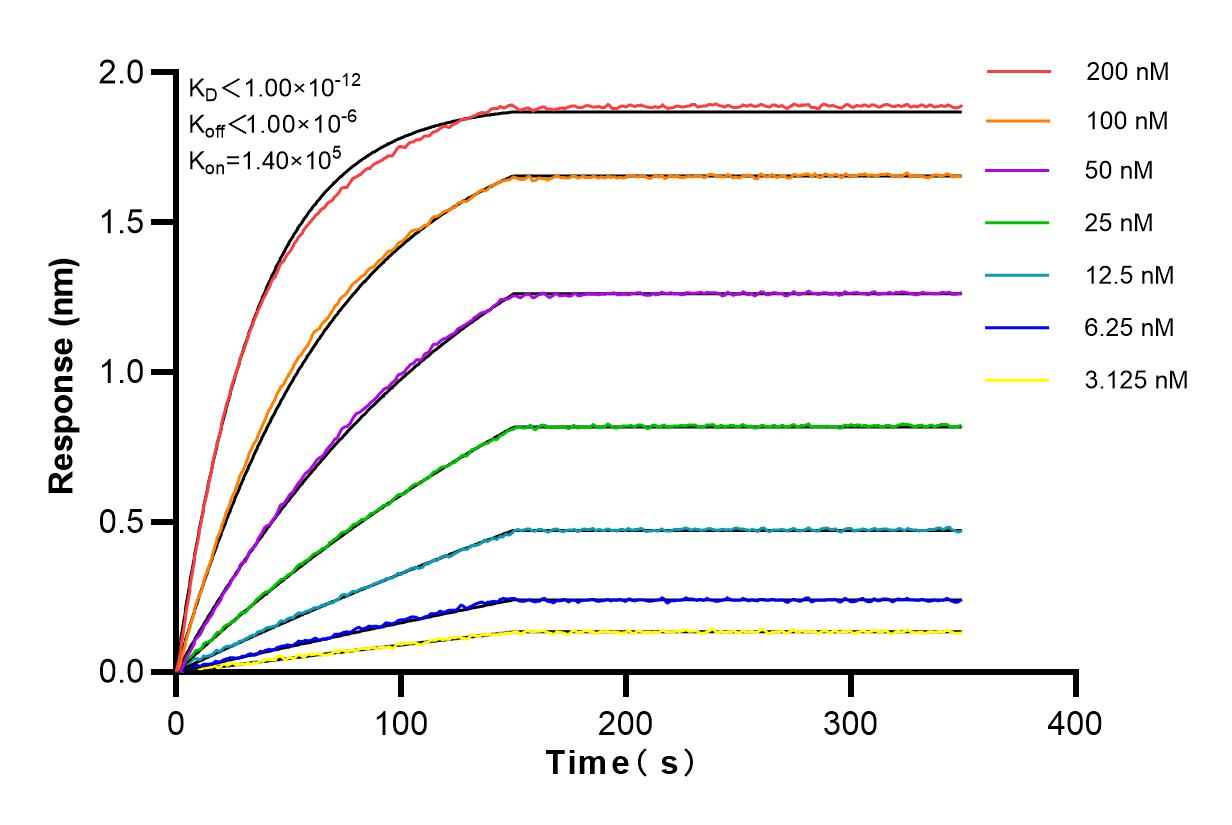 Affinity and Kinetic Characterization of 82771-1-RR