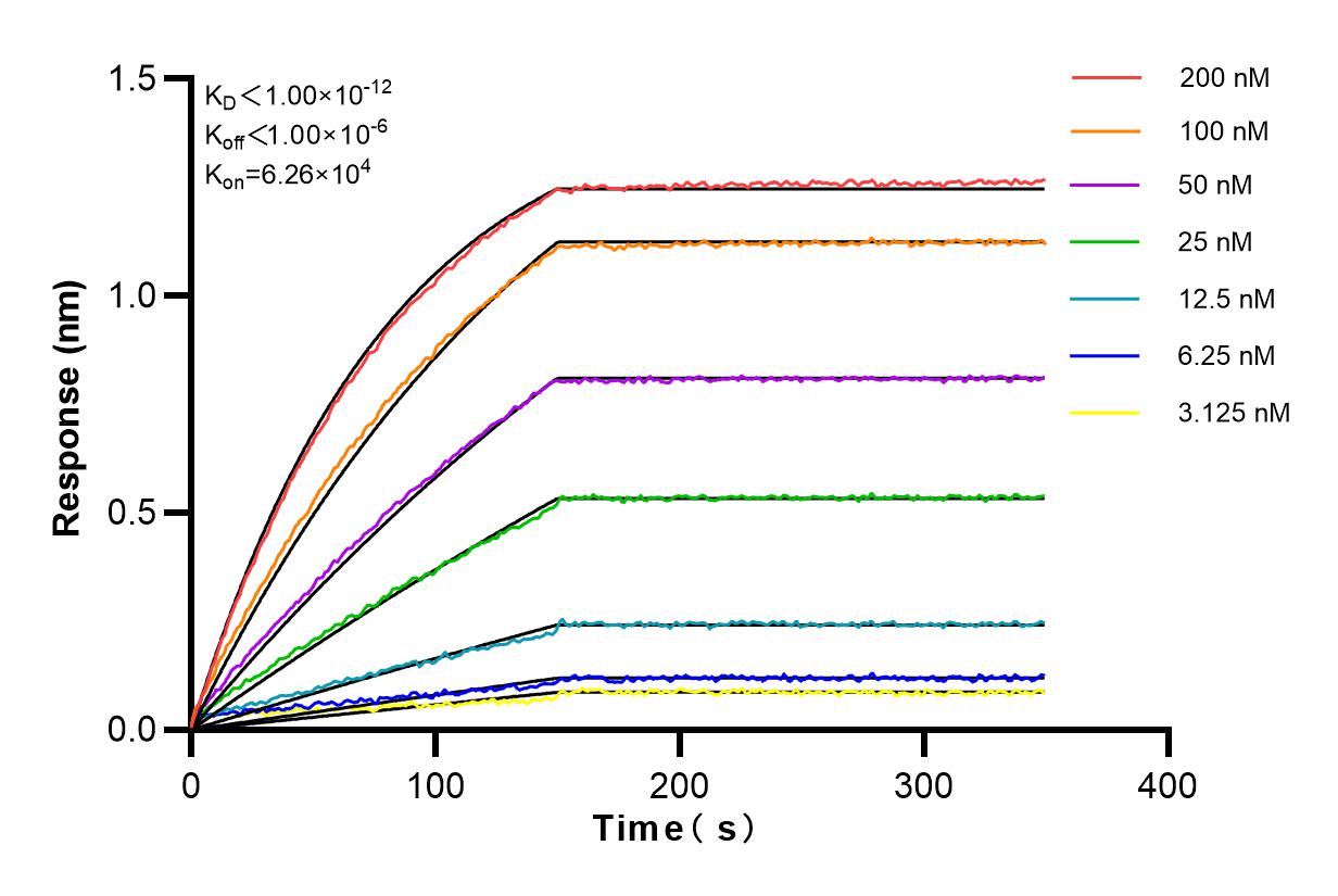 Affinity and Kinetic Characterization of 82785-1-RR