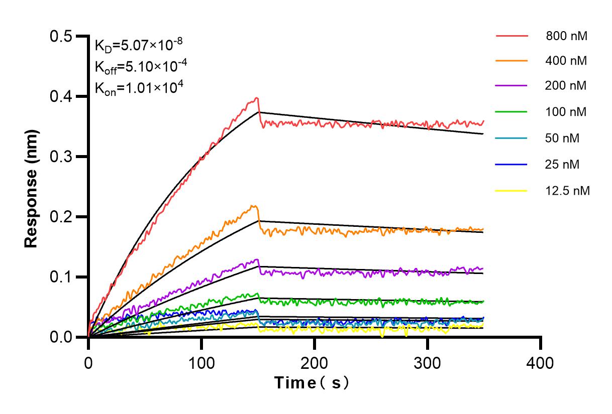 Affinity and Kinetic Characterization of 82791-1-RR