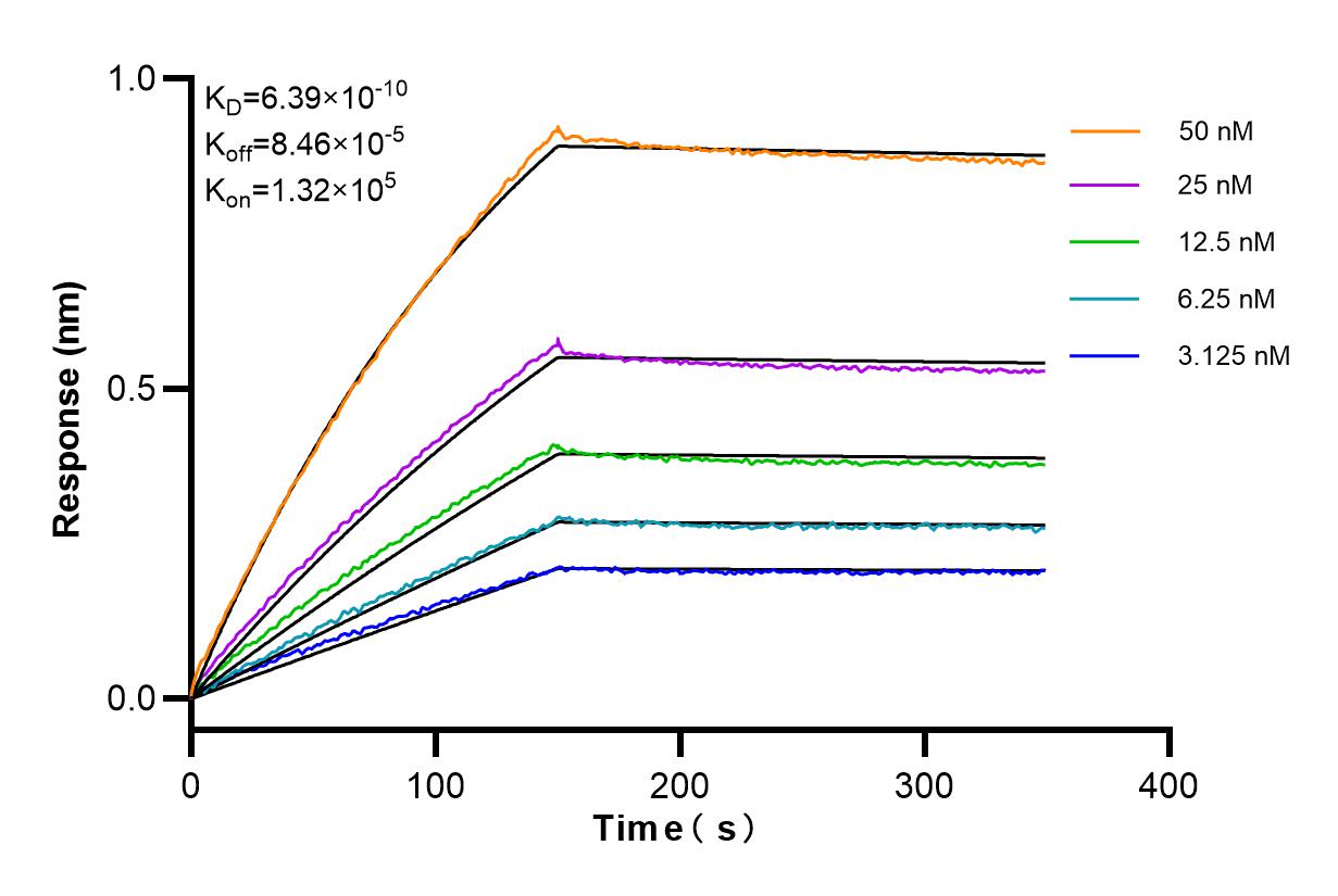 Affinity and Kinetic Characterization of 82796-4-RR