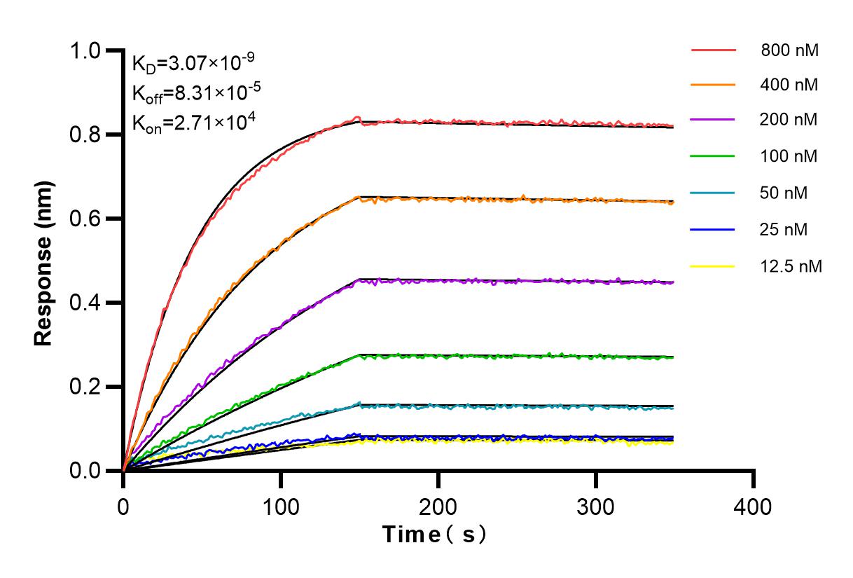 Affinity and Kinetic Characterization of 82802-10-RR