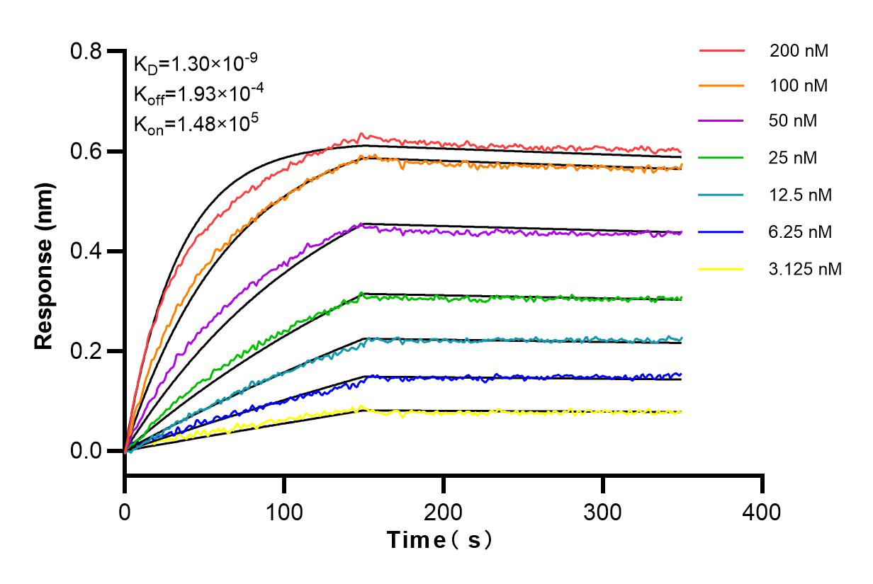 Affinity and Kinetic Characterization of 82805-1-RR