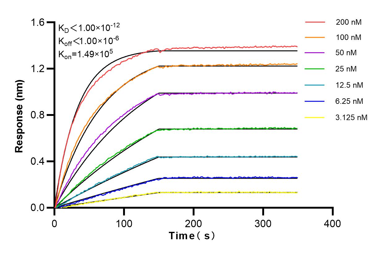 Affinity and Kinetic Characterization of 82806-7-RR