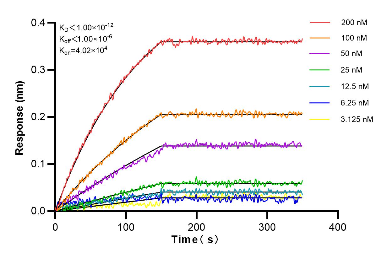 Affinity and Kinetic Characterization of 82811-1-RR