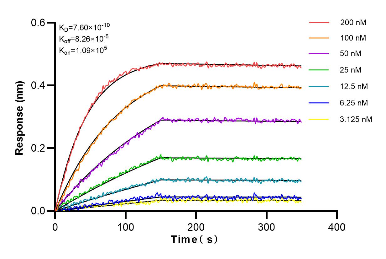 Affinity and Kinetic Characterization of 82813-2-RR