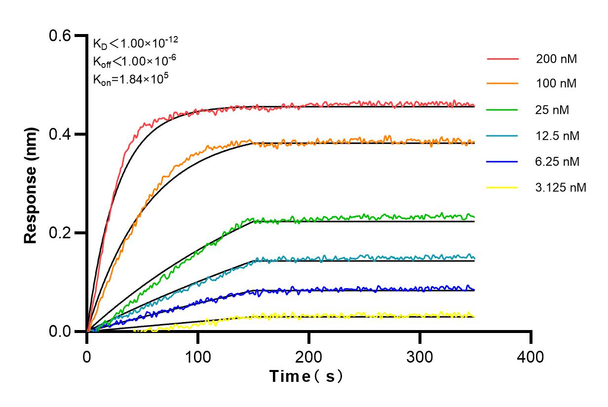 Affinity and Kinetic Characterization of 82822-2-RR