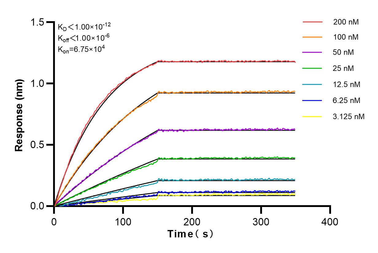 Affinity and Kinetic Characterization of 82836-1-RR