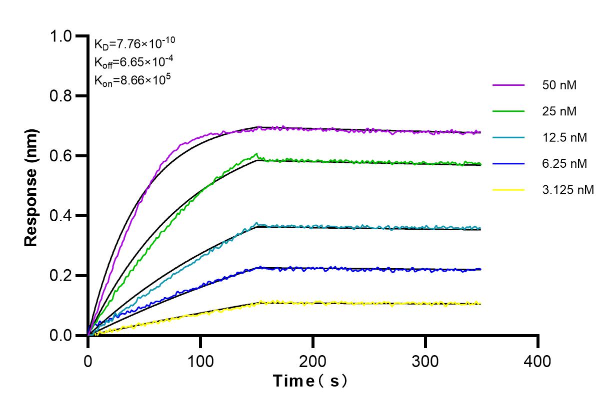 Affinity and Kinetic Characterization of 82841-1-RR