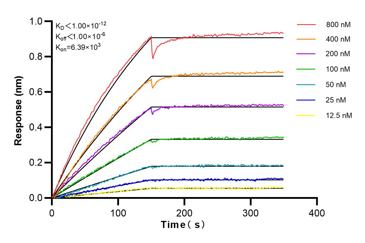 Affinity and Kinetic Characterization of 82844-2-RR