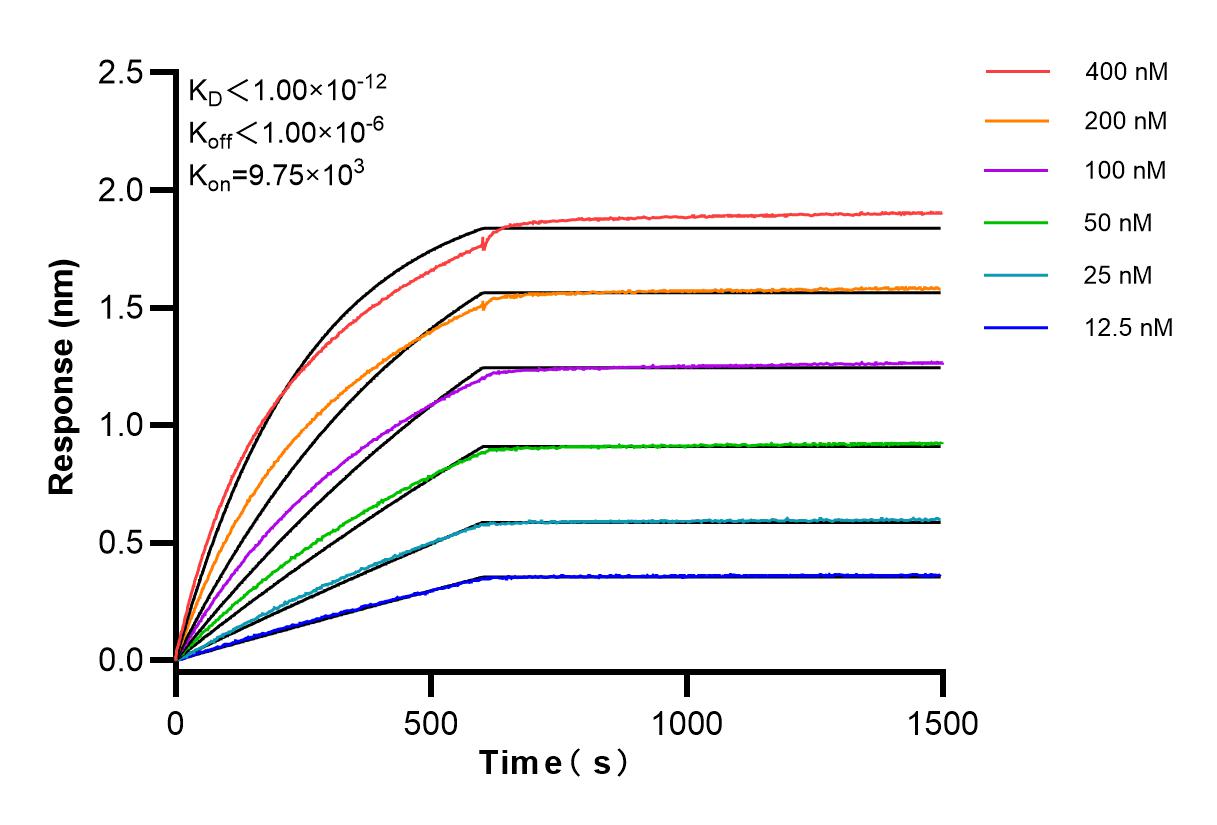 Affinity and Kinetic Characterization of 82844-2-RR