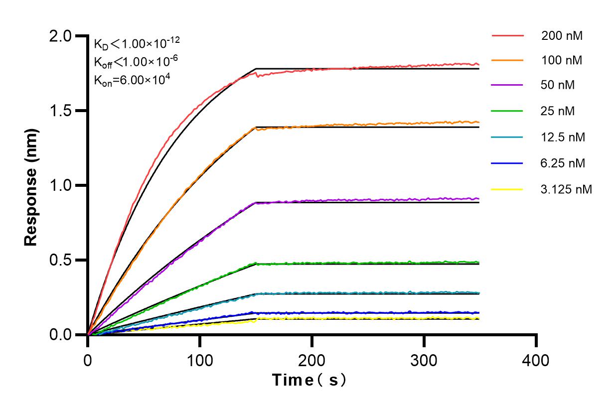 Affinity and Kinetic Characterization of 82845-3-RR