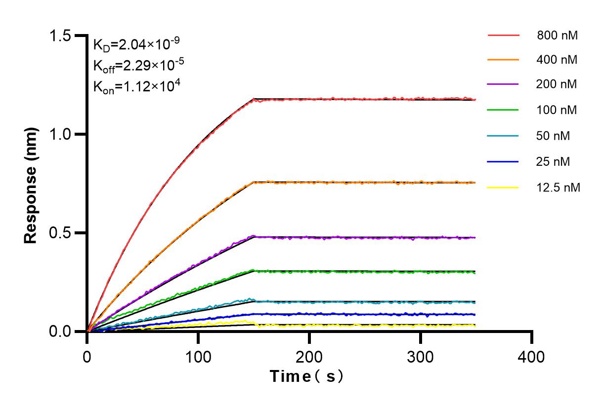 Affinity and Kinetic Characterization of 82848-3-RR