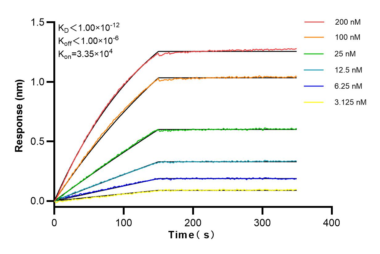 Affinity and Kinetic Characterization of 82853-2-RR