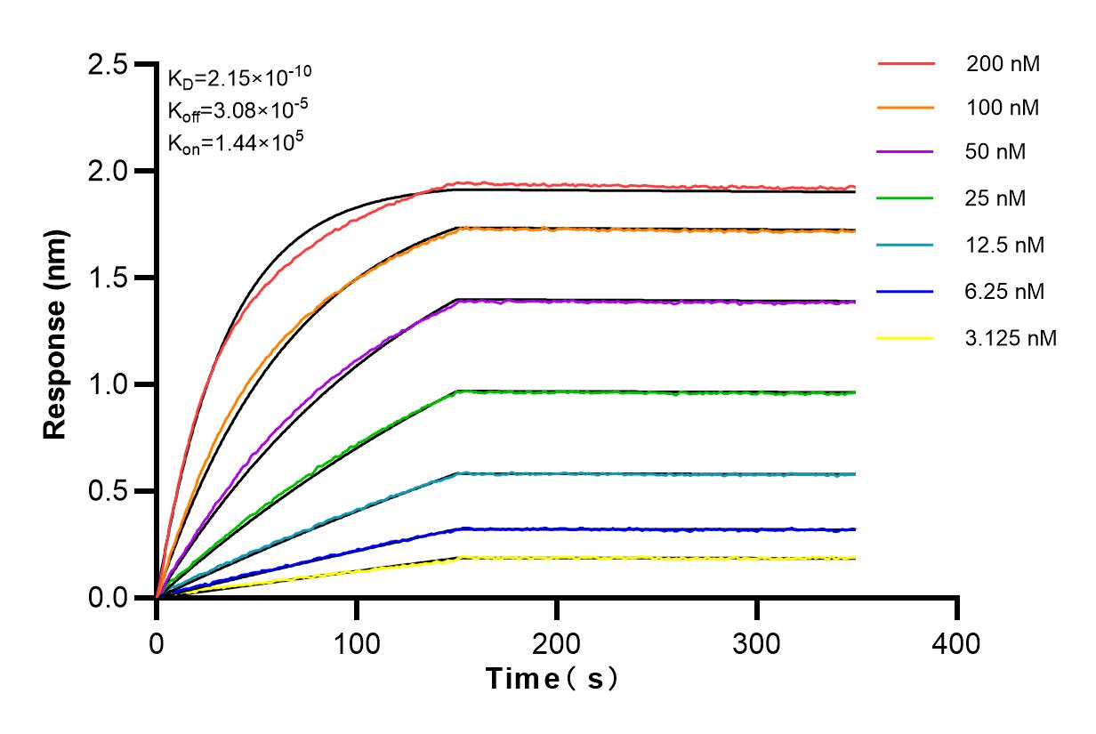 Affinity and Kinetic Characterization of 82856-4-RR