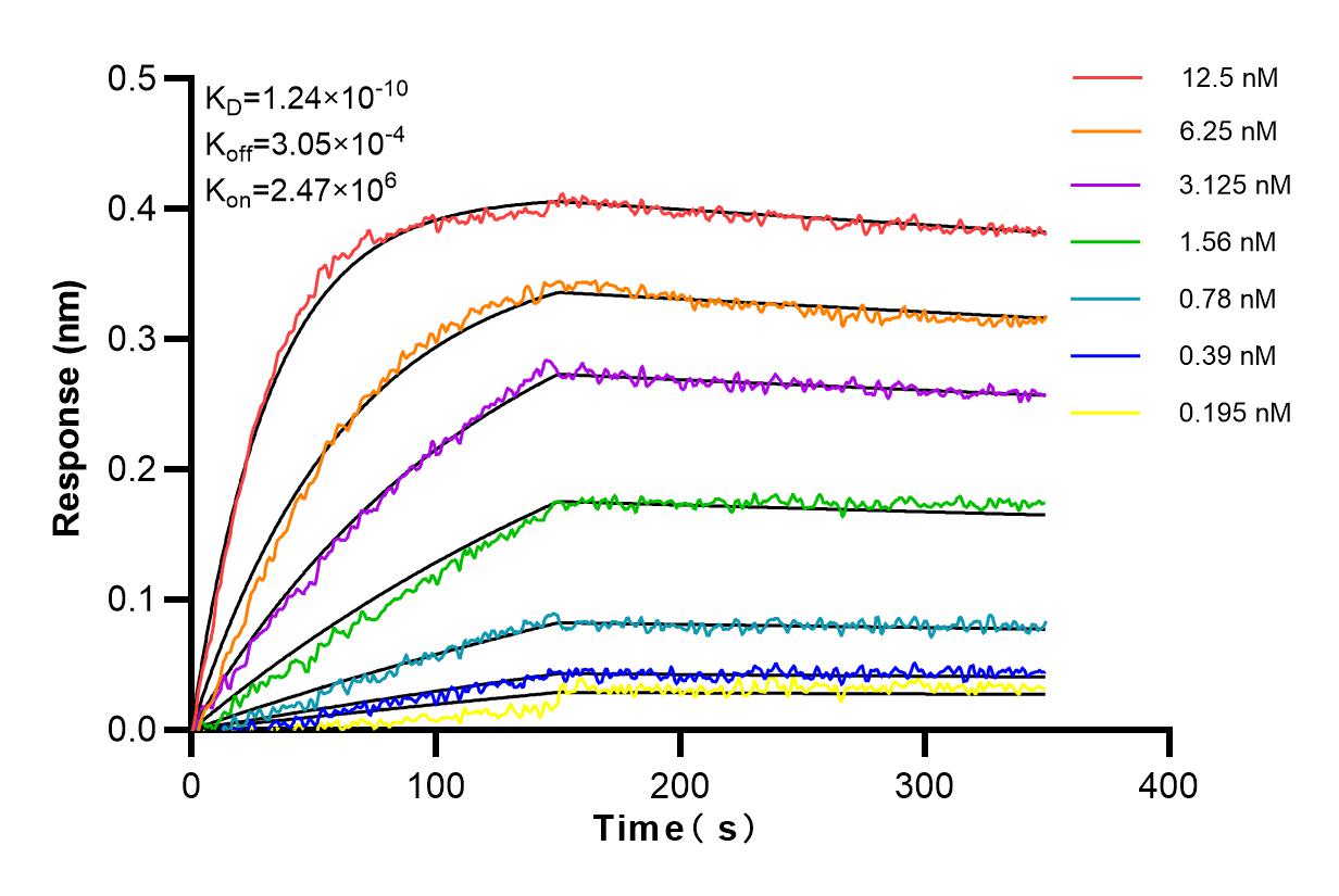 Affinity and Kinetic Characterization of 82869-1-RR