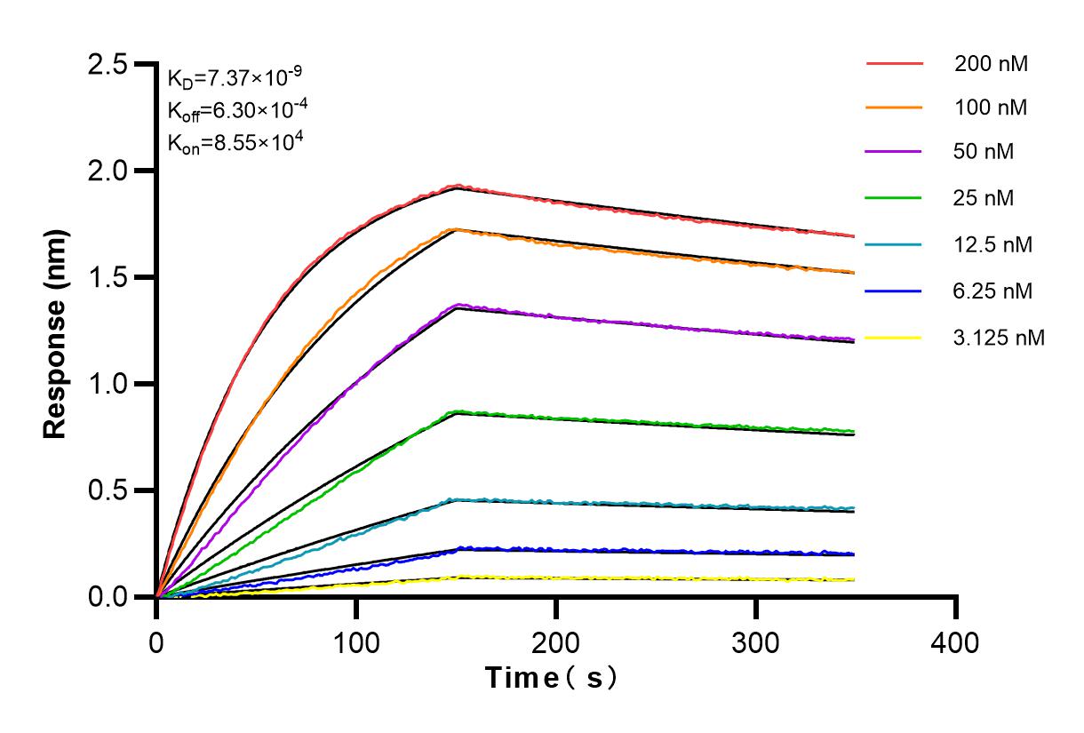 Affinity and Kinetic Characterization of 82878-2-RR