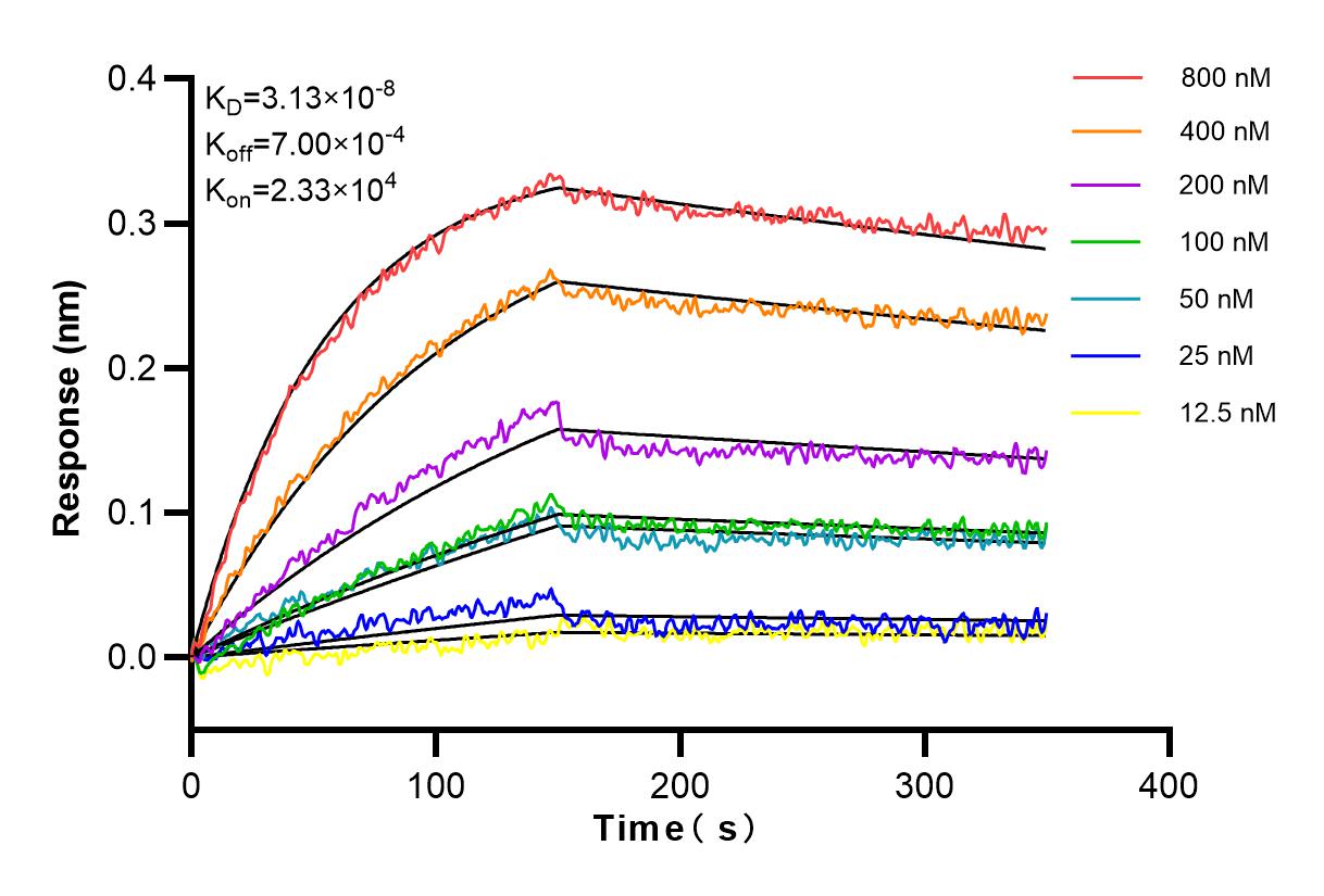 Affinity and Kinetic Characterization of 82887-1-RR