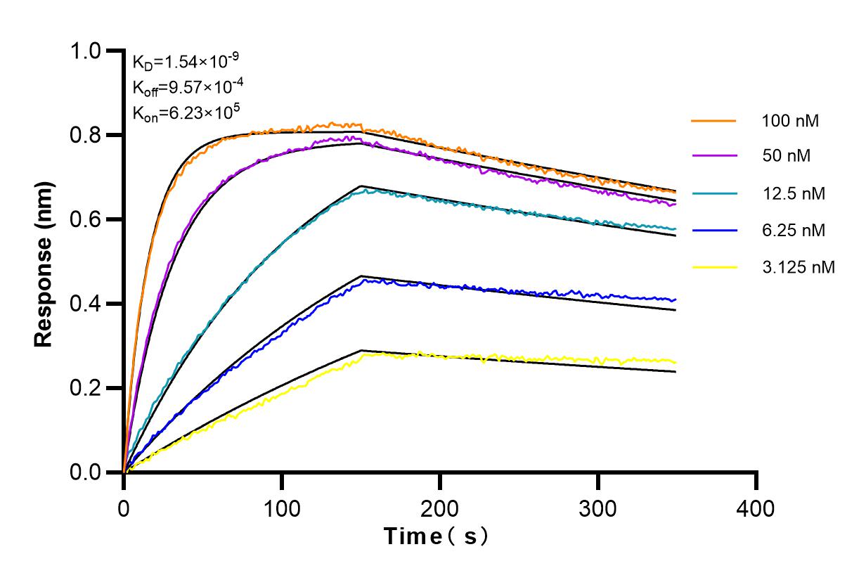 Affinity and Kinetic Characterization of 82889-1-RR