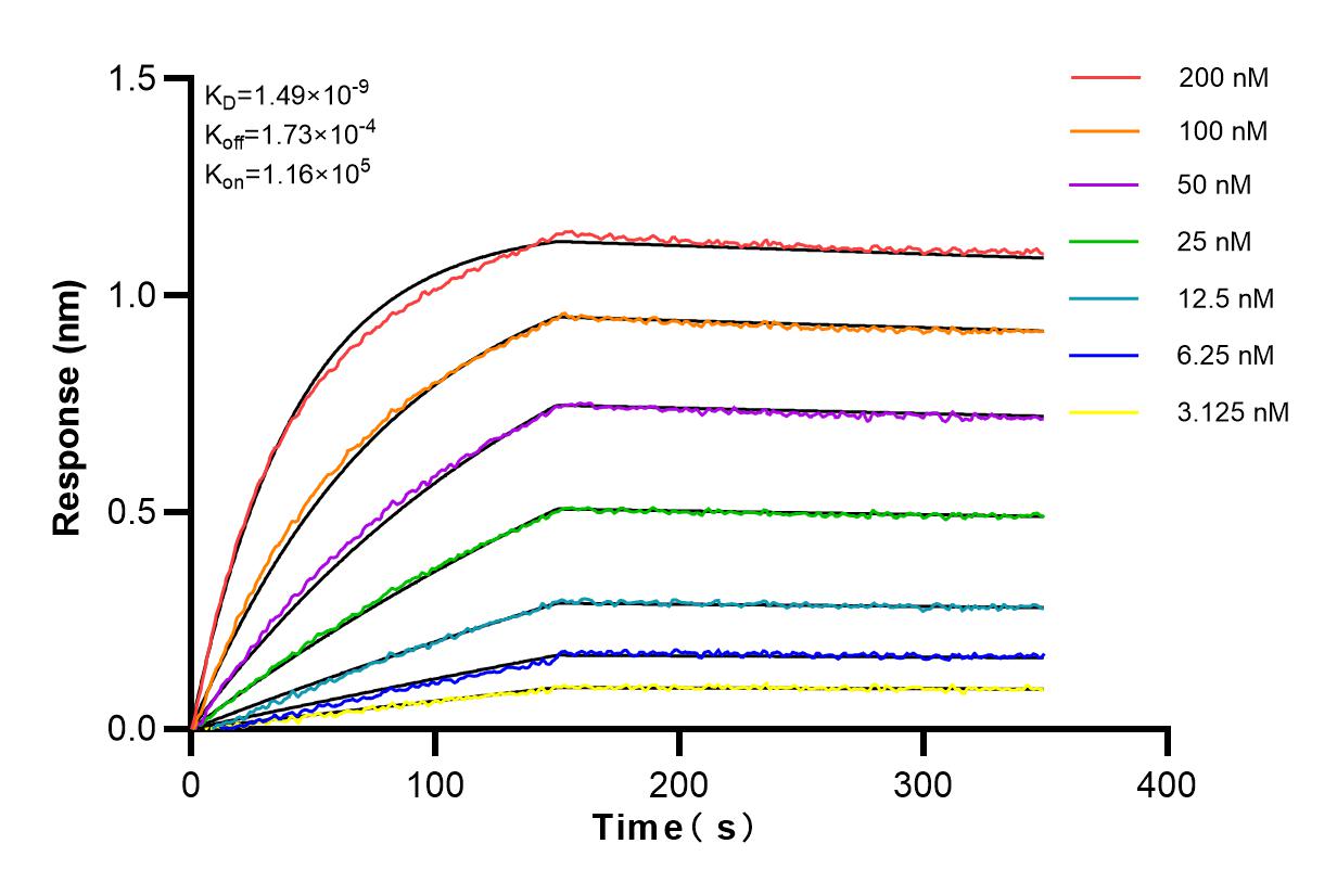 Affinity and Kinetic Characterization of 82895-2-RR