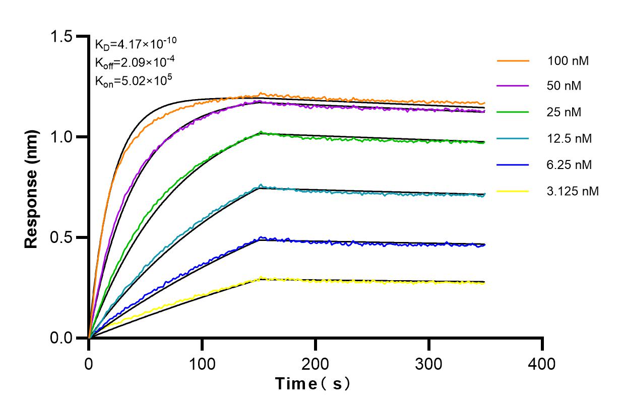 Affinity and Kinetic Characterization of 82898-1-RR