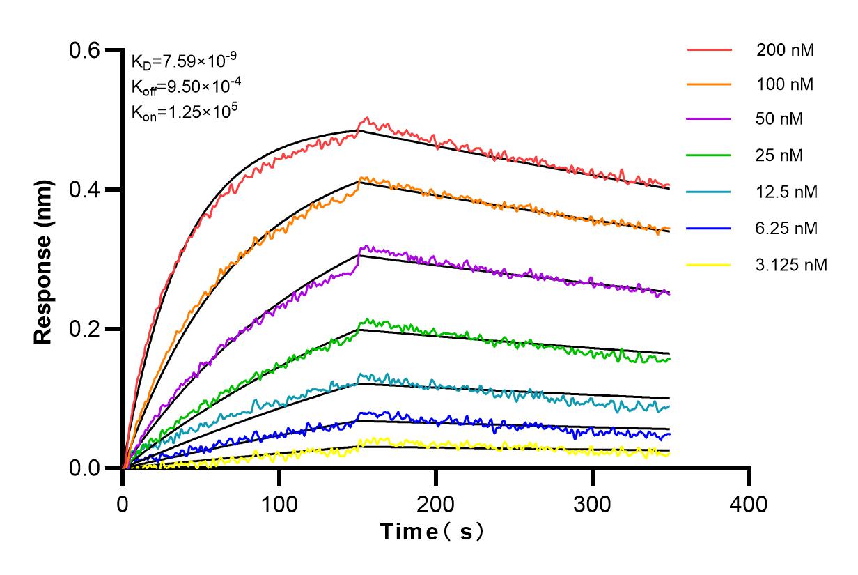 Affinity and Kinetic Characterization of 82905-1-RR