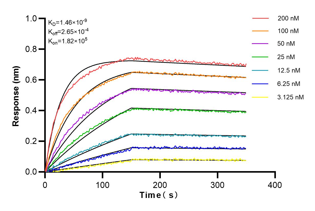 Affinity and Kinetic Characterization of 82910-1-RR