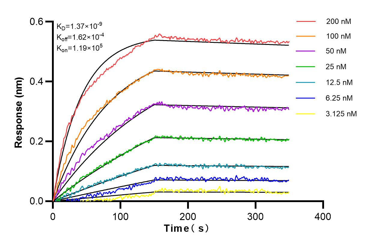 Affinity and Kinetic Characterization of 82910-2-RR