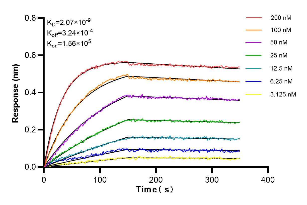 Affinity and Kinetic Characterization of 82911-2-RR