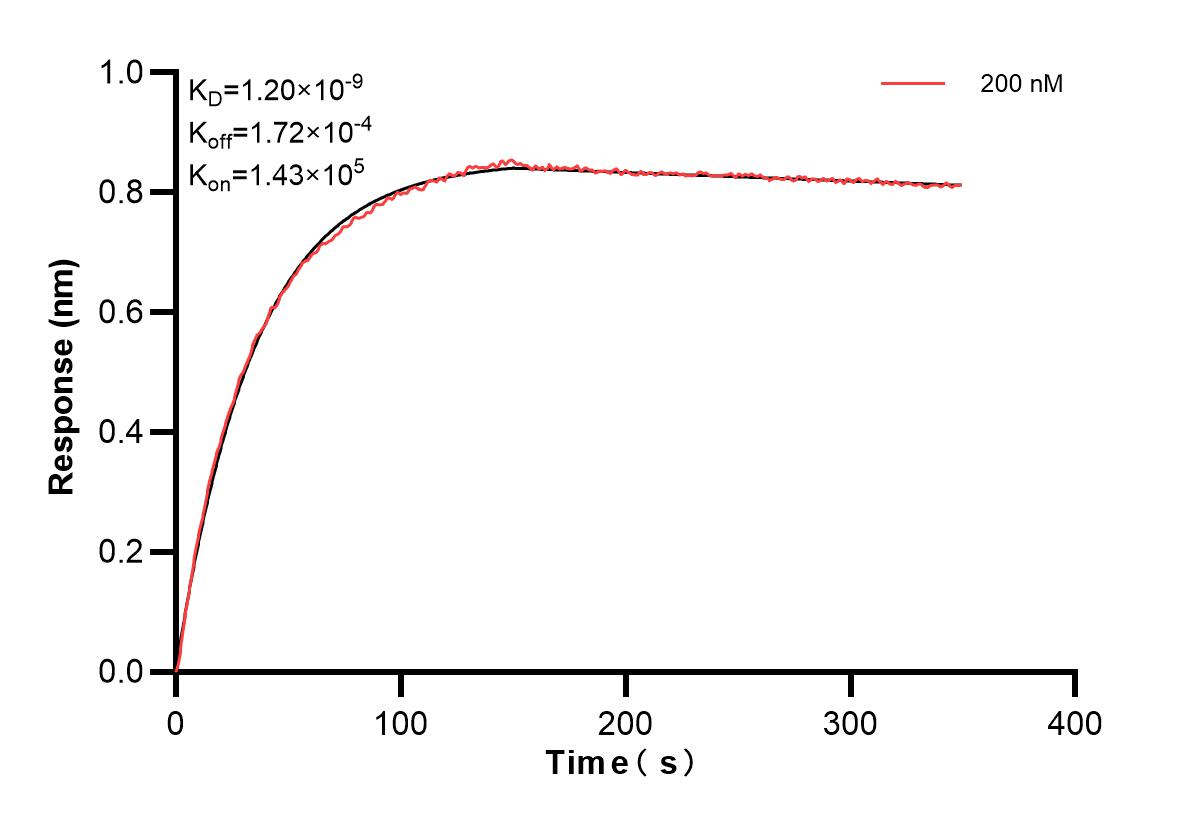 Affinity and Kinetic Characterization of 82913-1-PBS