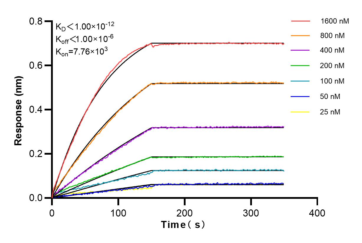 Affinity and Kinetic Characterization of 82921-1-RR