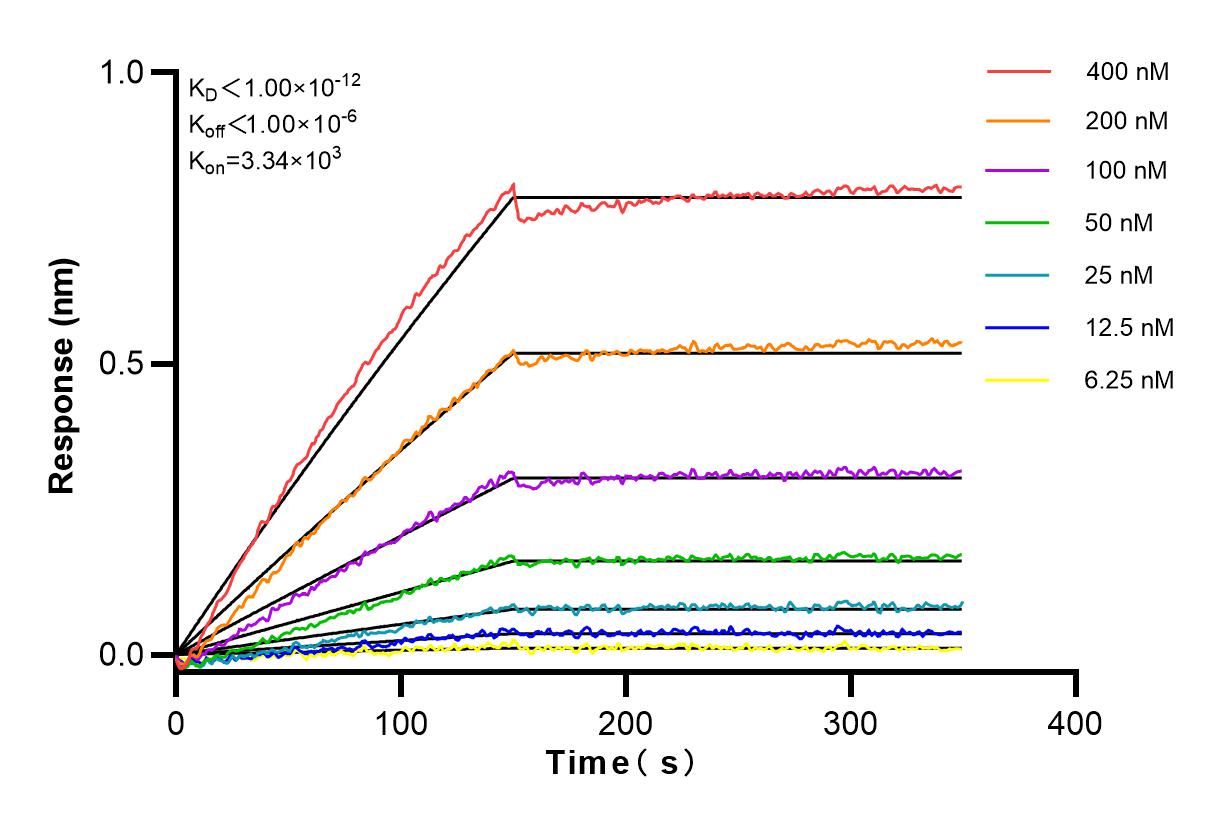 Affinity and Kinetic Characterization of 82924-1-RR