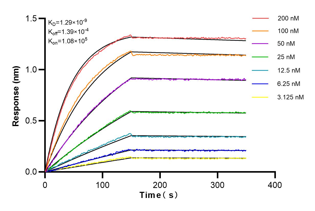 Affinity and Kinetic Characterization of 82925-1-RR