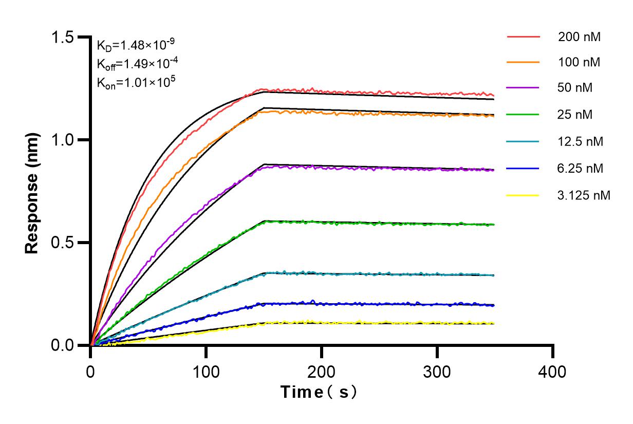 Affinity and Kinetic Characterization of 82925-2-RR