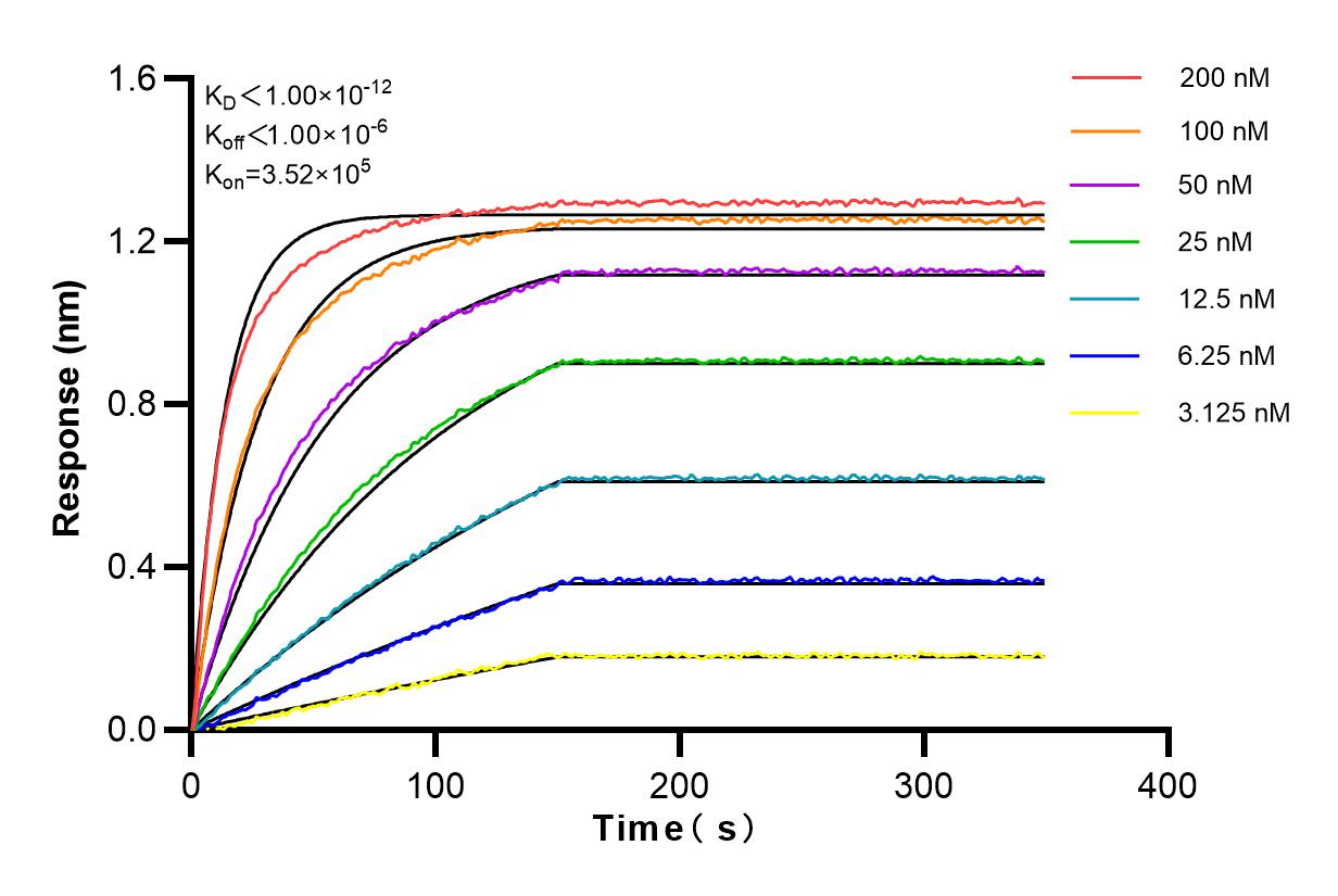 Affinity and Kinetic Characterization of 82926-1-RR