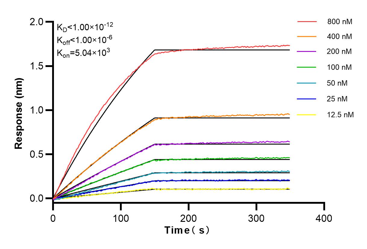 Affinity and Kinetic Characterization of 82928-1-RR