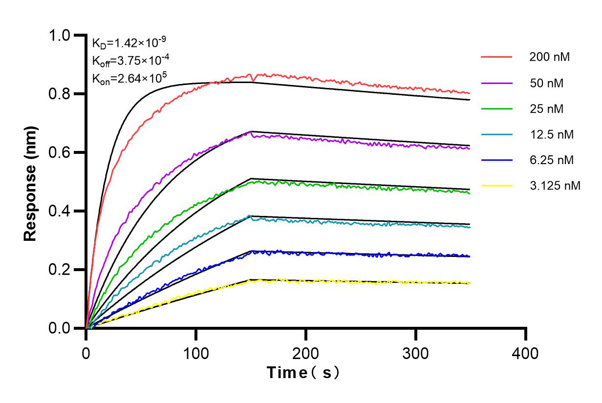 Affinity and Kinetic Characterization of 82931-2-RR