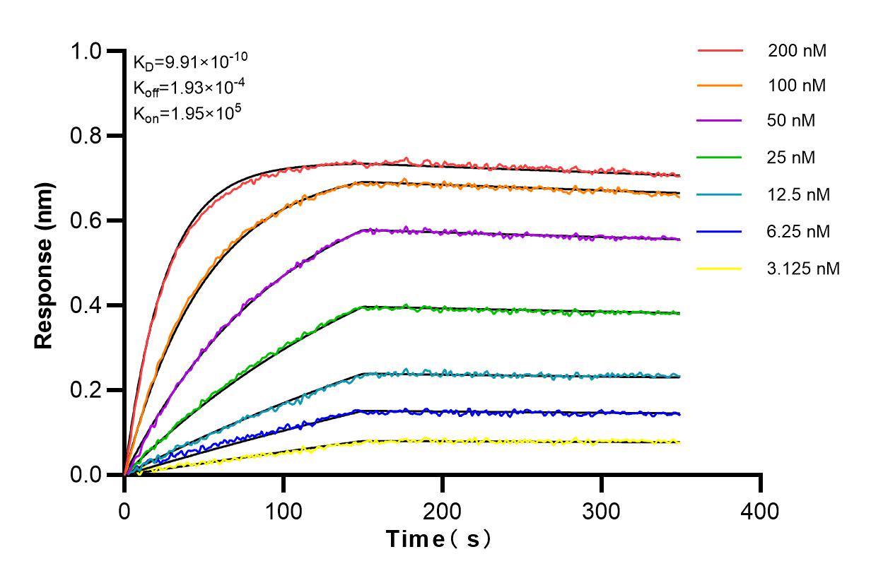 Affinity and Kinetic Characterization of 82931-3-RR