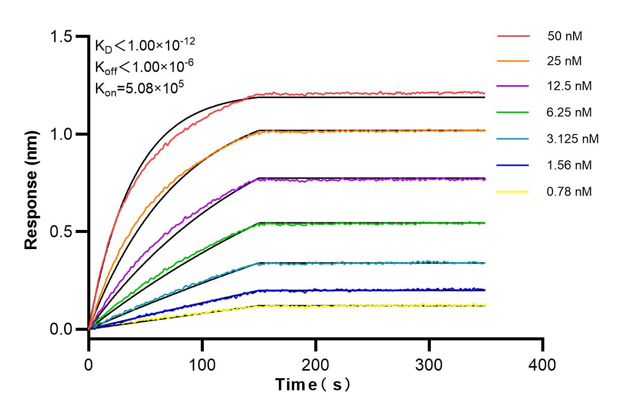 Affinity and Kinetic Characterization of 82932-1-RR