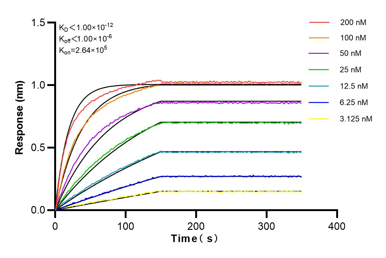 Affinity and Kinetic Characterization of 82932-2-RR