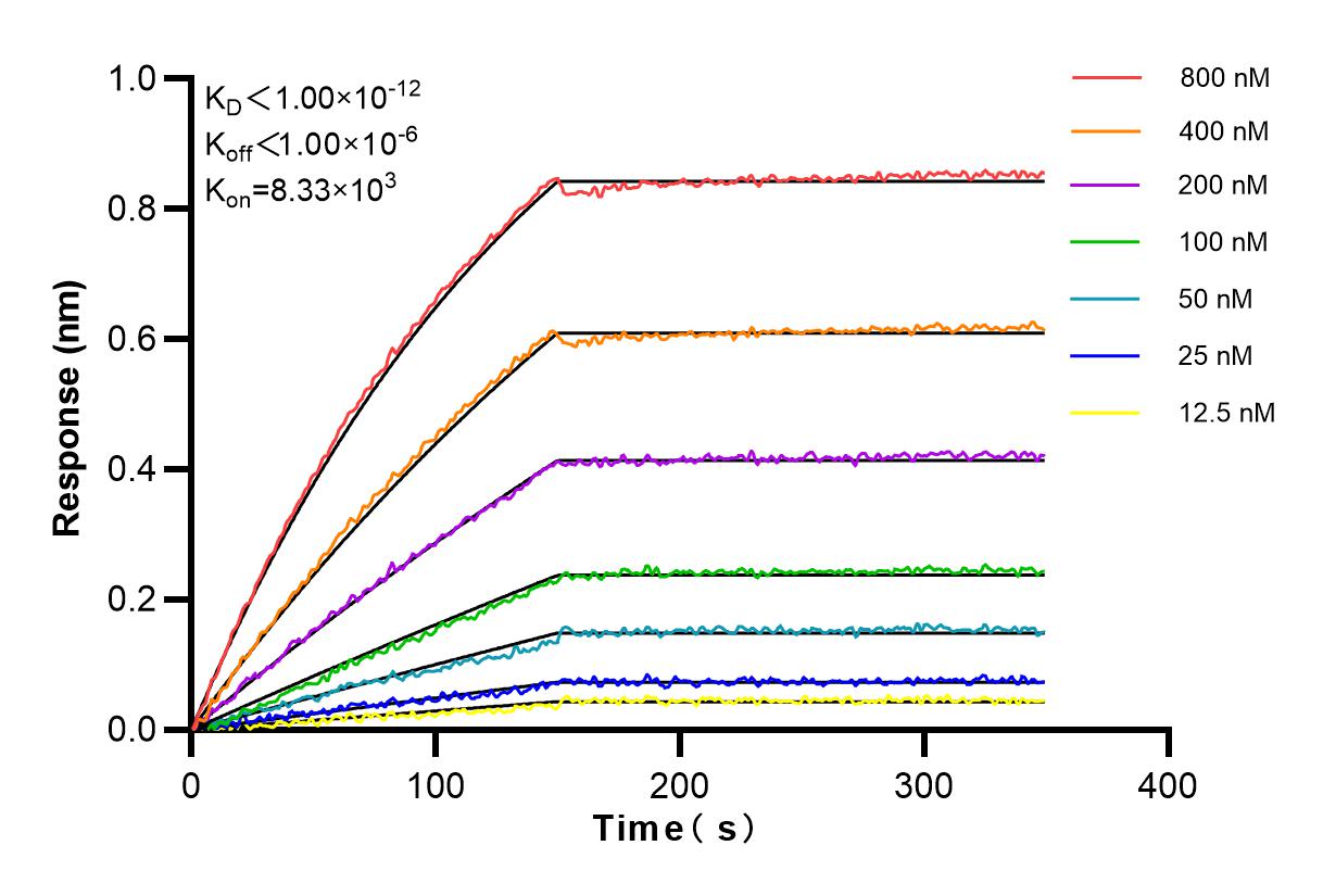 Affinity and Kinetic Characterization of 82934-1-RR