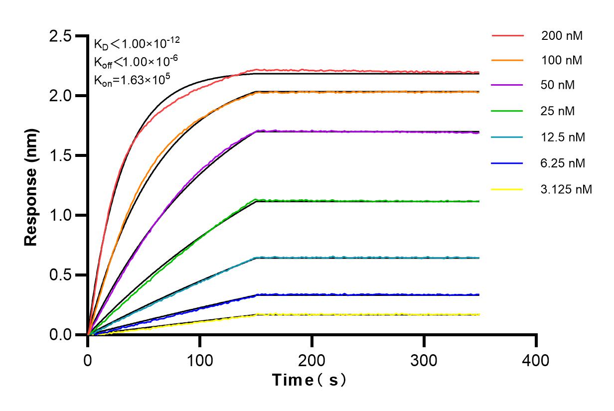 Affinity and Kinetic Characterization of 82936-1-RR