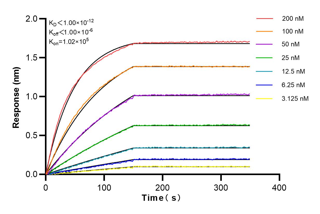 Affinity and Kinetic Characterization of 82937-1-RR