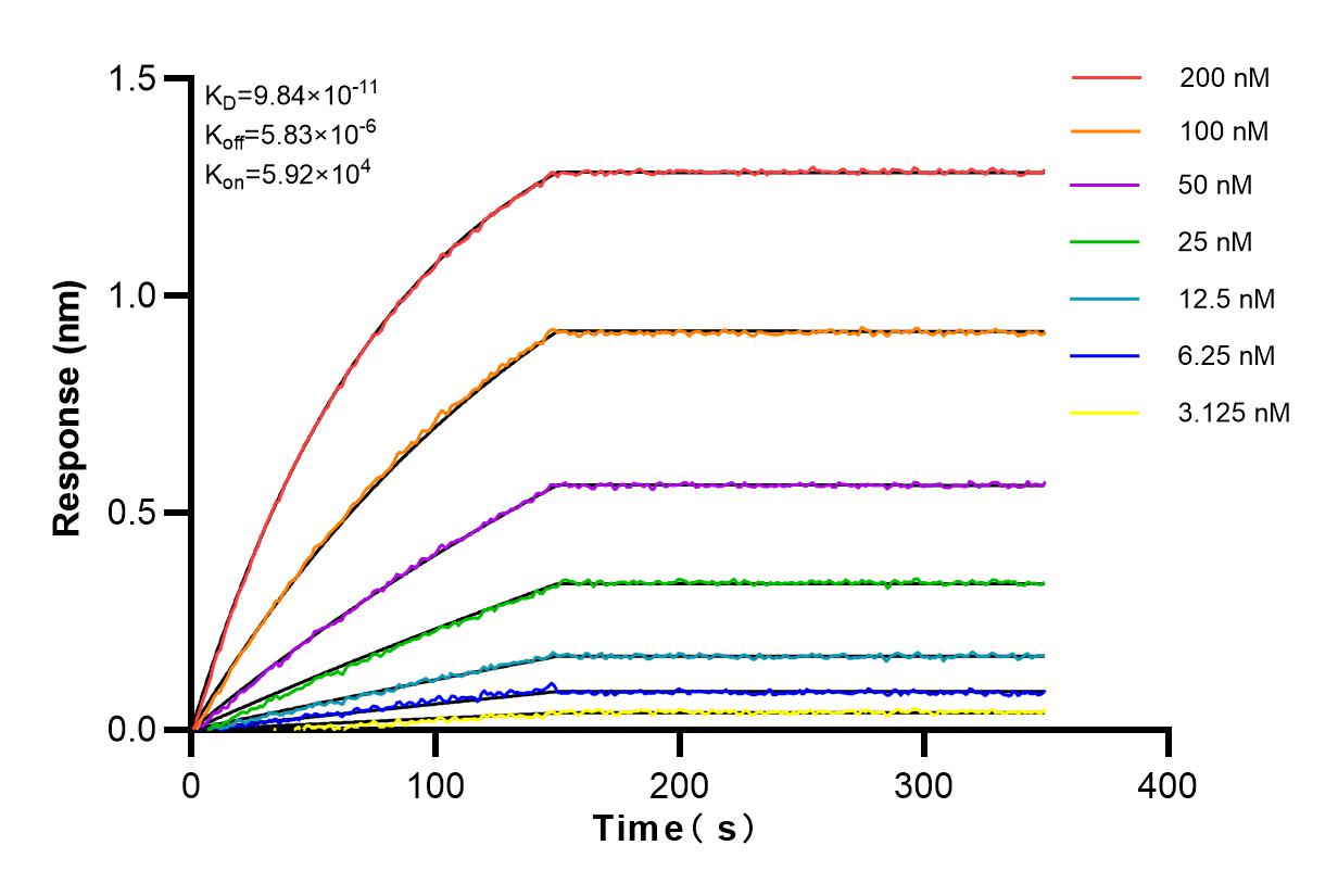 Affinity and Kinetic Characterization of 82940-1-RR