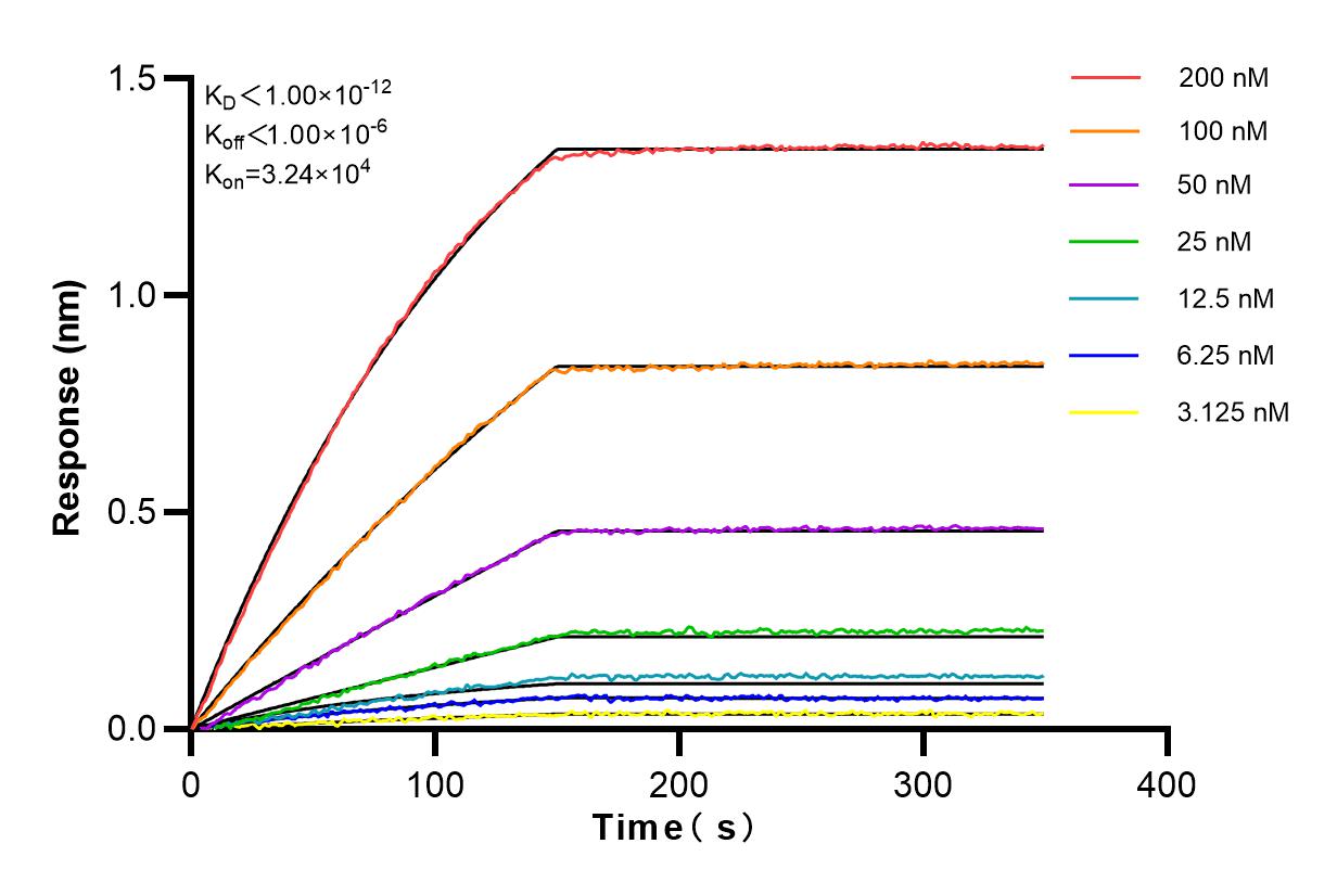 Affinity and Kinetic Characterization of 82941-1-RR