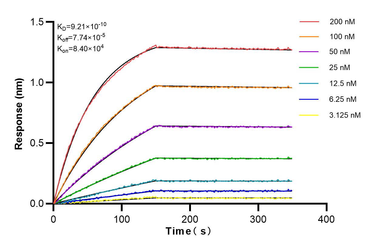 Affinity and Kinetic Characterization of 82942-1-RR