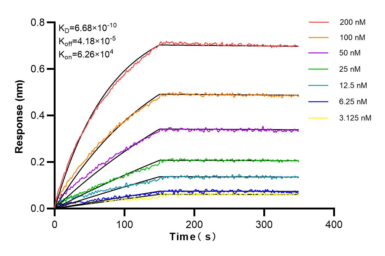 Affinity and Kinetic Characterization of 82943-1-RR