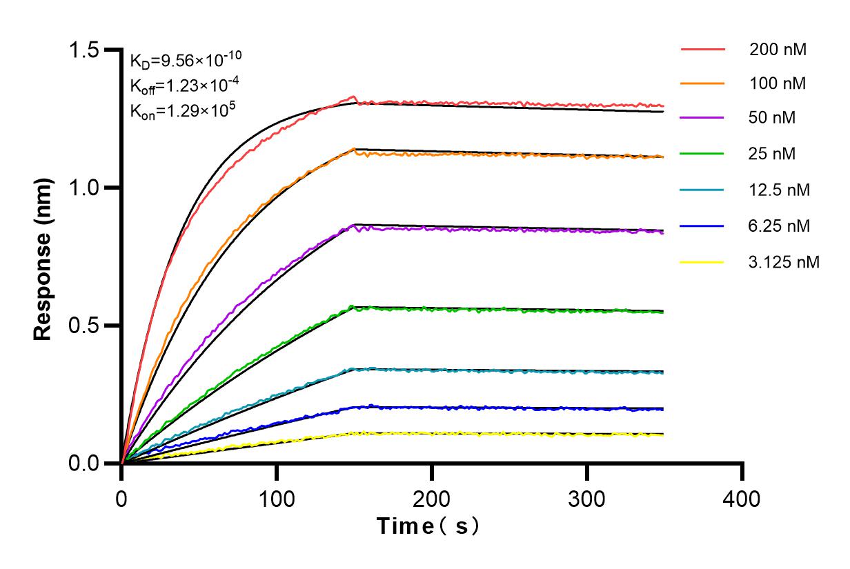 Affinity and Kinetic Characterization of 82949-1-RR