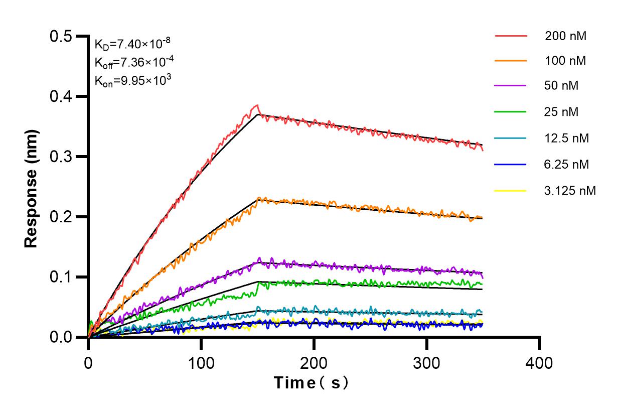 Affinity and Kinetic Characterization of 82950-1-RR