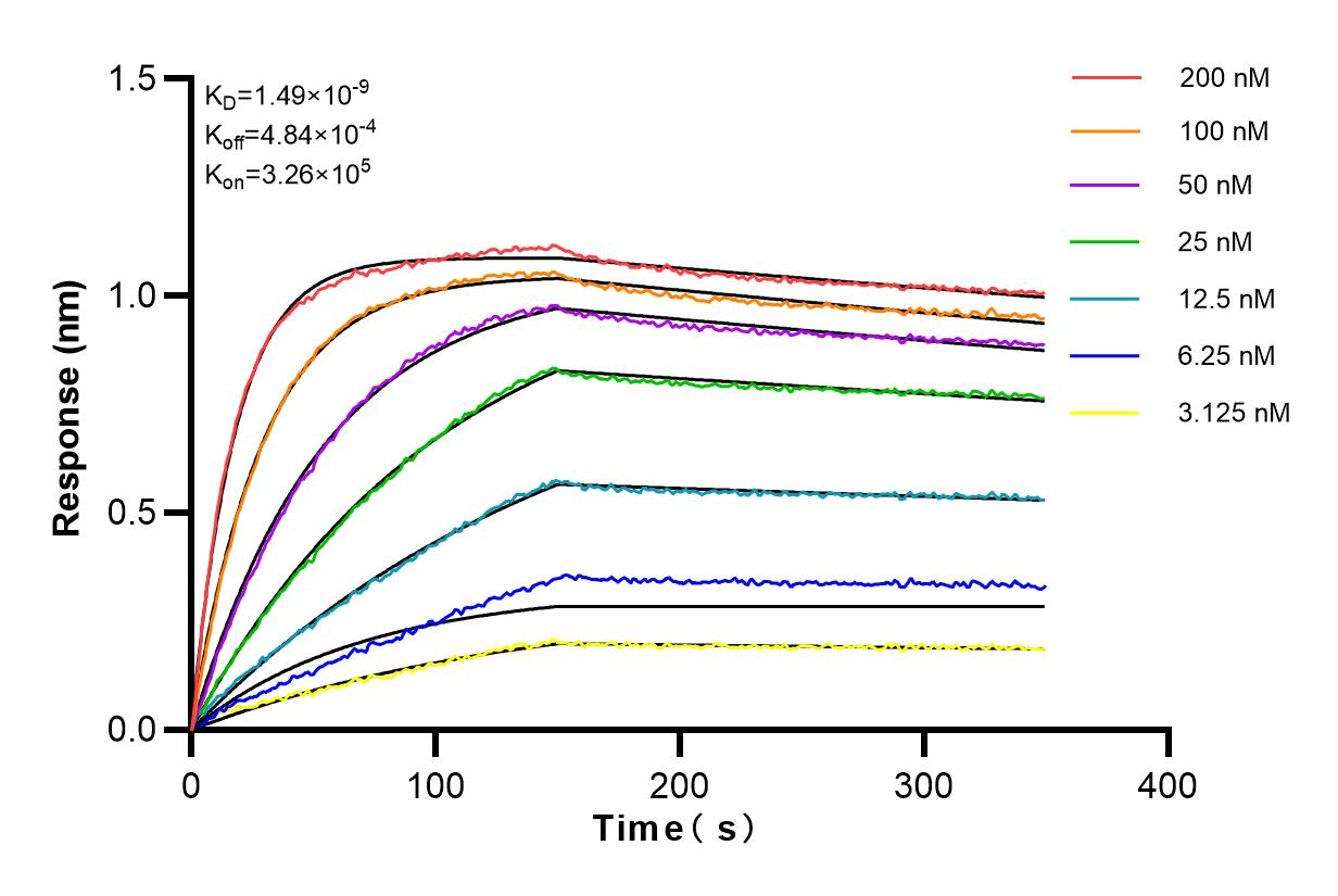 Affinity and Kinetic Characterization of 82953-1-RR