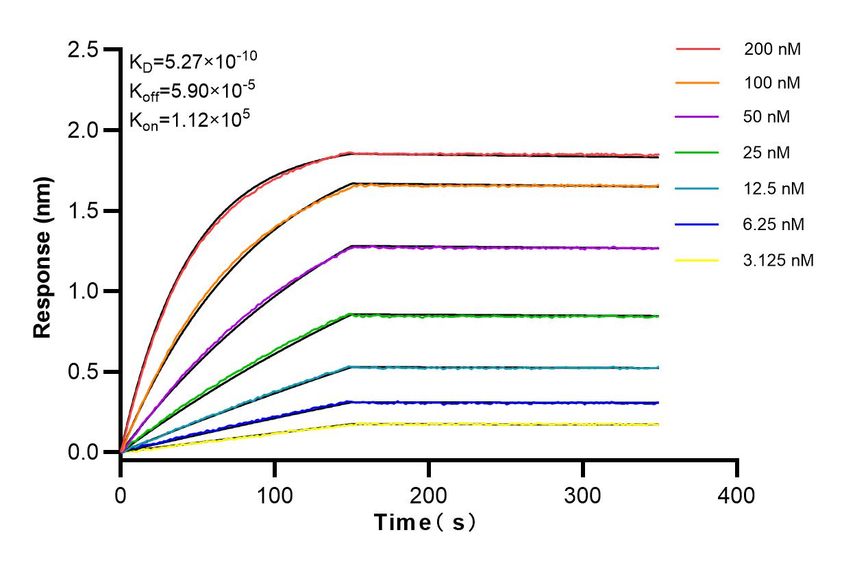 Affinity and Kinetic Characterization of 82953-2-RR